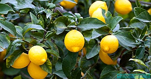 Citrus Inside Plants - Fale tausi