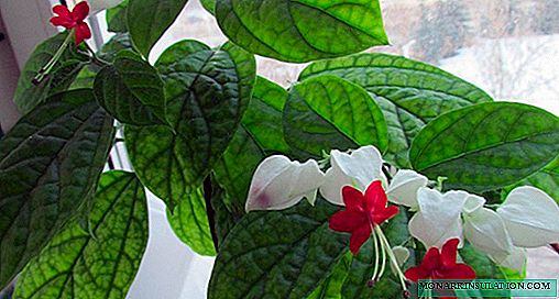 Clerodendrum Thomsoniae Flower - Нега за дома