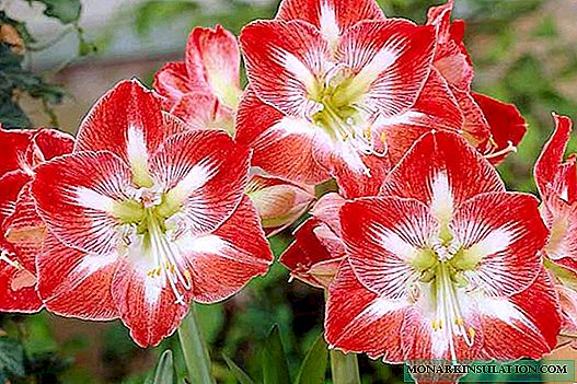Lule Amaryllis - kujdesi për shtëpinë