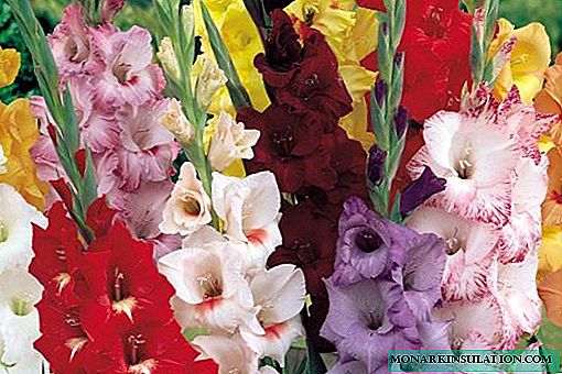 Lipalesa tsa Gladiolus perennial - tlhaloso