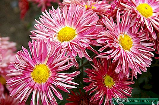Blodau chrysanthemum - haf, coch, dwbl
