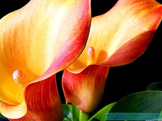 Flowers Каллас - окшош жана карап сорттору жана түрлөрү аталат