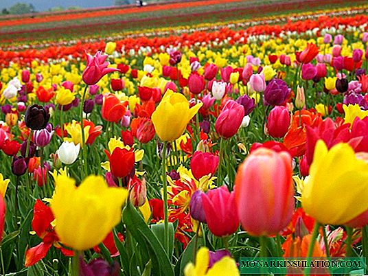 Maua tulips