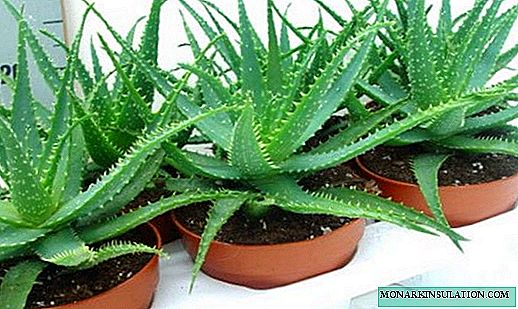 Aloe lorea - itxura, motak eta zainketa