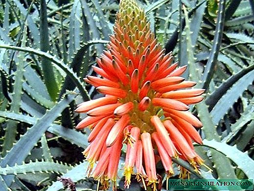 Aloe blóm: heimahjúkrun og helstu afbrigði