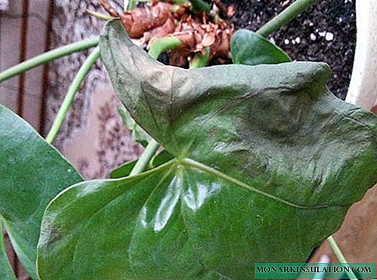 Furen Anthurium - dalilin da yasa ganye da furanni sun zama baki sun bushe