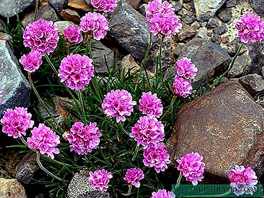 आर्मेरिया फूल - रोपण र हेरचाह, प्रजातिहरू