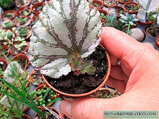 Begonia gullari - uyda ko'paytirish