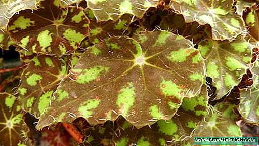 Гули паланги бегонӣ (Begonia Bowerae, Бауер бегония)