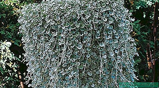 Srebrni vodopad cvijeta dikondra ili srebrna nit