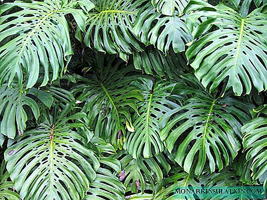 Fjilodendron tal-Fjuri Imperial Red, Jungle Boogie, Minarum, Lazerum, Green Imperial