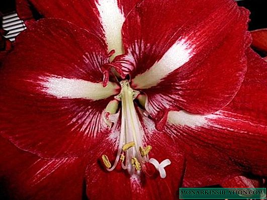 Flower Hippeastrum кызыл, ак жана башка улуу паракорчулуктун