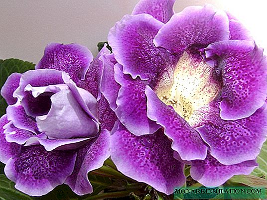 Gloxinia cvijet - razmnožavanje kod kuće
