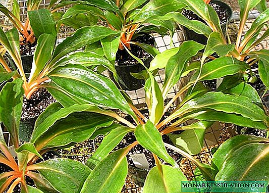 Kembang oranye Chlorophytum - katrangan lan perawatan