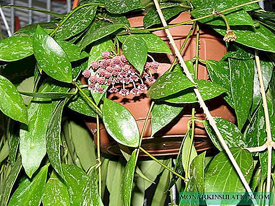 Hoya bulaklak - kung ano ang hitsura ng mga karnosa, Kerry, Bella, mataba, multiflora