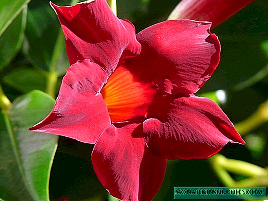 Mandeville Flower - Kujdesi për shtëpinë