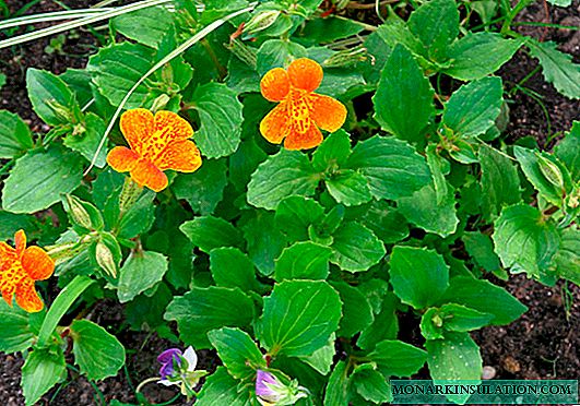 گل میمولوس (gubastik) - ویژگی های گونه های ترکیبی (ببر)