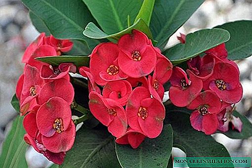 Euphorbia flower - vrste i popularne sorte