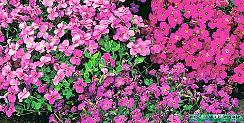 Aubrieta-blom - verbouing buite