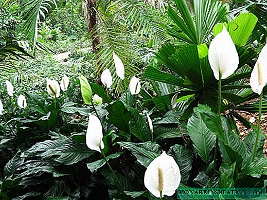 Spathiphyllum bulak - paghuwad sa balay