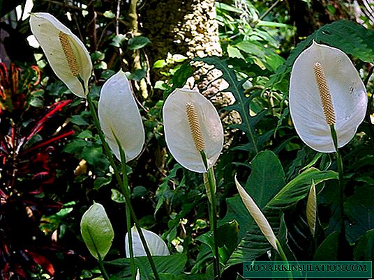 Kulîlka spathiphyllum - lênêrîna malê, veşartina serkeftinê