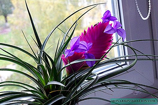 Flor de Tillandsia - coidado no fogar