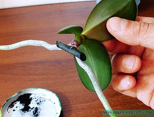 Bebaj orkideoj sur pedunklo: ekzemploj pri kiel kreski kaj enradikiĝi