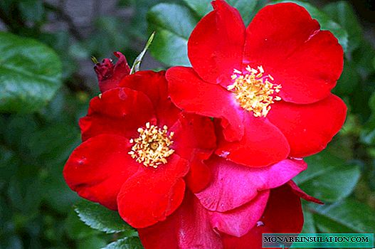 I-rose rose - luhlobo luni lwembali ebizwa ngalo