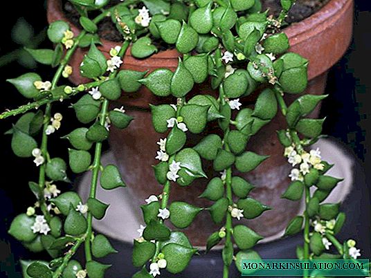 Dyschidia Russifolia - Ovata, Plhom lub siab, Singularis thiab Ruskolistaya