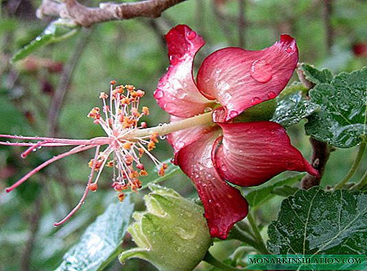 Գլխավոր Maple Abutilon - փակ ծաղիկ