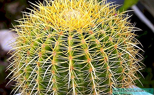 Echinocactus gruzoni: гэрийн арчилгааны жишээ