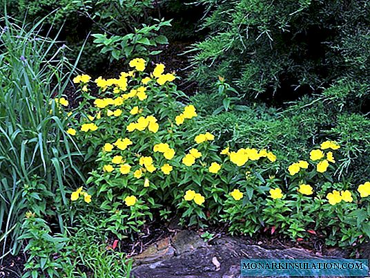 Perennial evening primrose (bulaklak): pagtatanim at pangangalaga