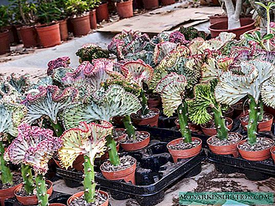 Гули Euphorbia: намудҳои асосӣ ва нигоҳубин дар хона