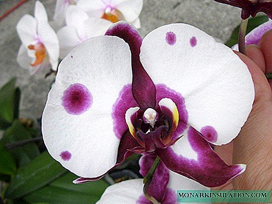 Bridio Phalaenopsis gartref: enghreifftiau o blant a thoriadau