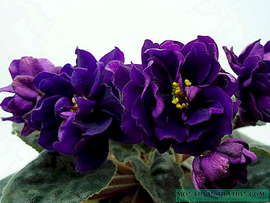Hyacinthum Aquarium Black Pearl - per descriptionem ex flore in domum suam
