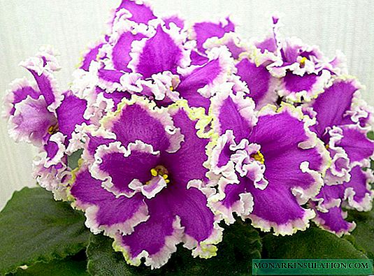 Violet Esmeralda - वर्णन र विविधताको विशेषताहरू