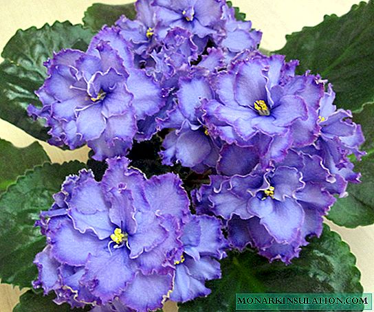 Dragón azul violeta: descrición e características da variedade