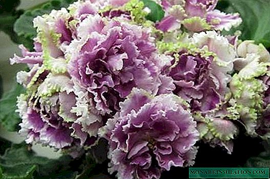 Violet Ice Rose - сортторунун сыпаттамасы жана мүнөздөмөсү