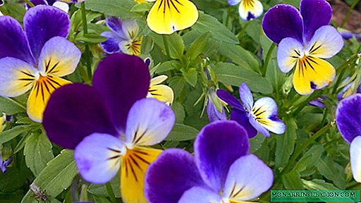 Viola cornuta perennis albo - cultura descriptio
