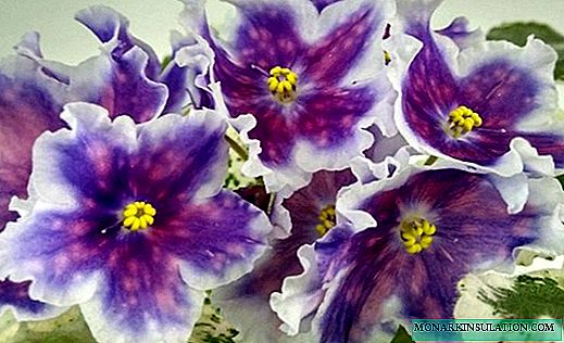 Hyacinthum Walteri King Pisorum - praesertim plantae