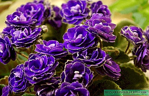 Rintis musim salju wungu - violet mboten umum sing padha karo mawar