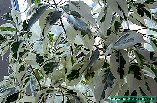 Ficus Benjamin - Daryeelka Guriga