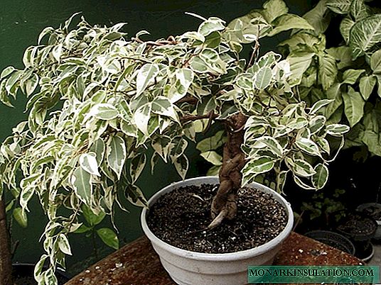 Ficus benjamina - сары жана жалбырактары жыгылып, эмне үчүн