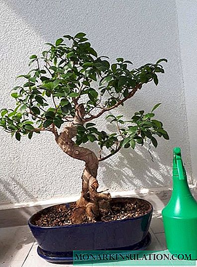 Ficus Ginseng - ການດູແລບ້ານ