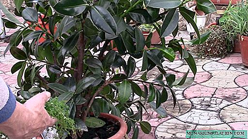 Ficus Melanie - Нигоҳубини хона