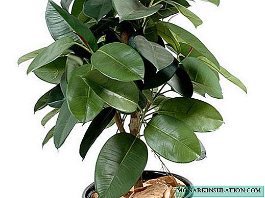 Ficus Robusta kauchuk - ekish va uyda parvarish qilish