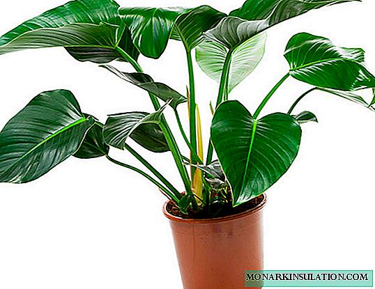 Hawan ivy philodendron - nau'in vines