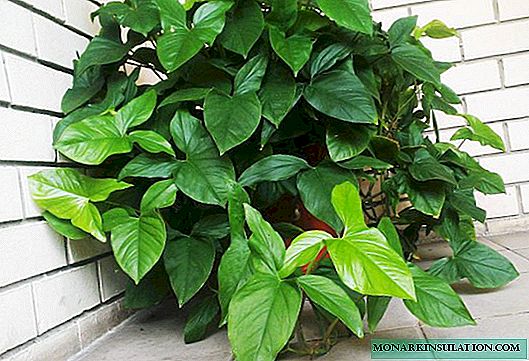 Philodendron Home Care at Reproduction