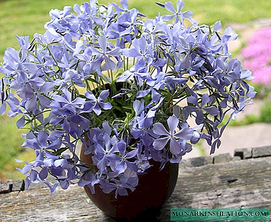 Hyacintho Phlox divaricata, sementis et cura
