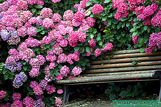 Hydrangea Forever - pob math o'r gyfres Forever and Ever
